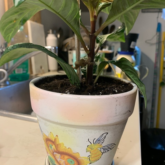 Beautiful Zebra Plant - Picture 5 of 7